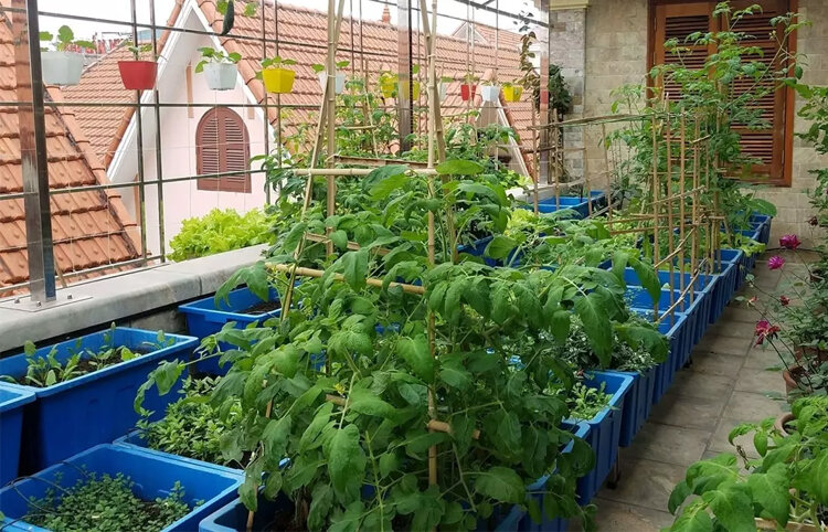 khay nhựa trồng rau