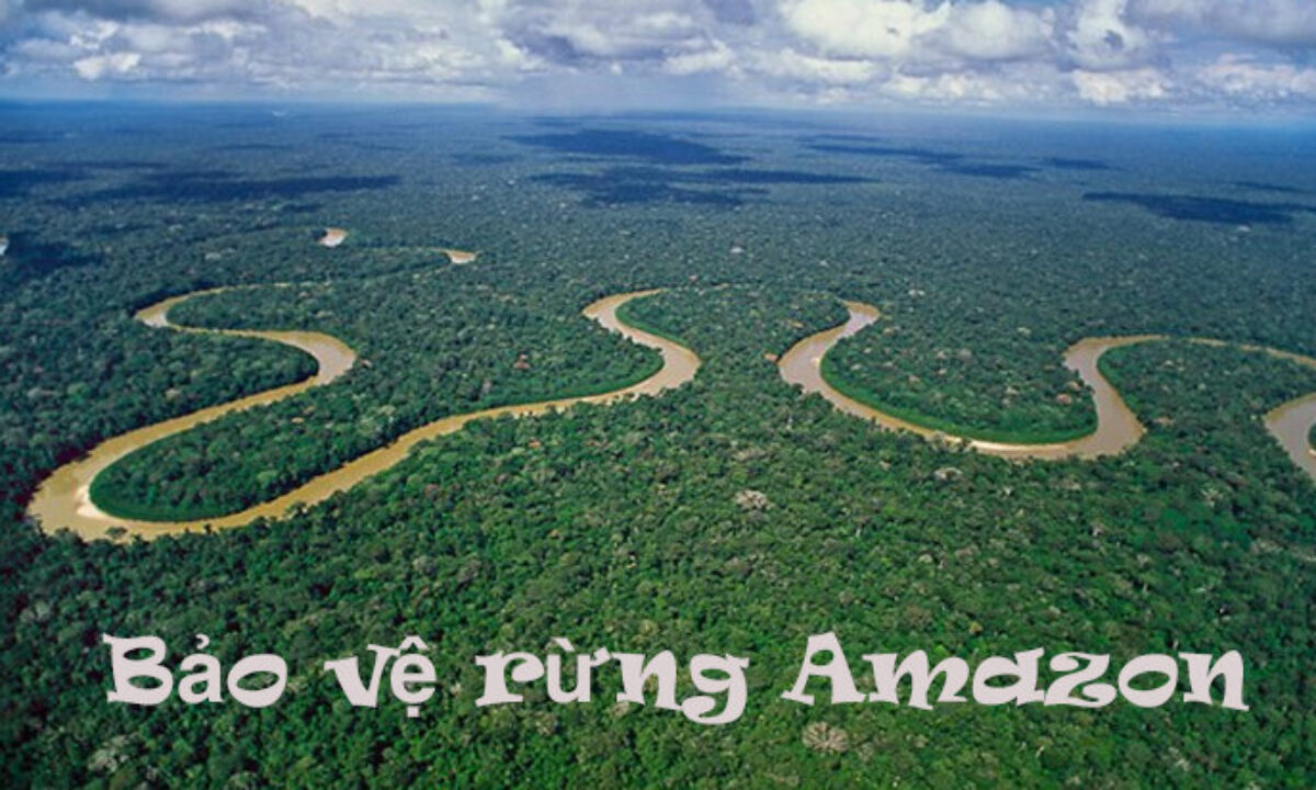 Rừng Amazon Ở Đâu? Tại Sao Phải đặt Vấn đề Bảo Vệ Rừng Amazon ...