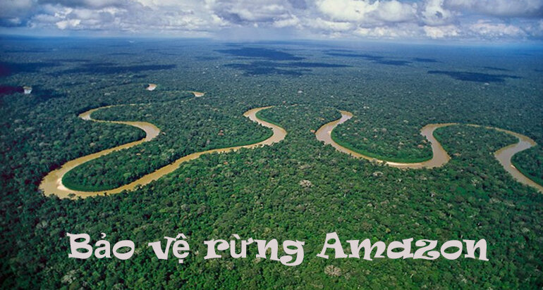 Rừng Amazon Ở Đâu? Tại Sao Phải đặt Vấn đề Bảo Vệ Rừng Amazon? - Saigon Plastics