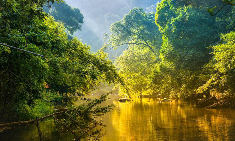 tại sao phải đặt vấn đề bảo vệ rừng amazon
