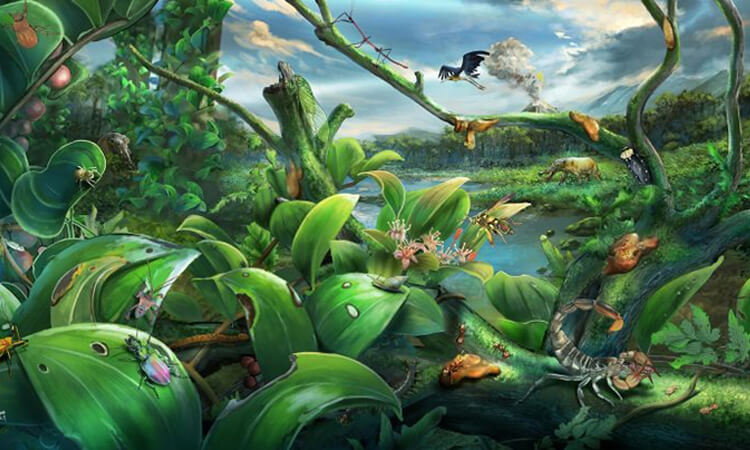 Rừng Là Gì? Vai Trò Của Rừng Với Cuộc Sống Chúng Ta 4 các vai trò của rừng