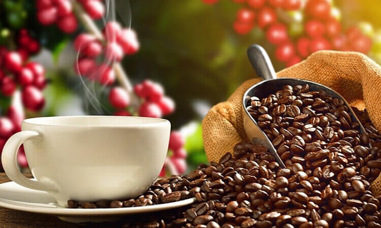 Xuất Khẩu Cà Phê Sang Thị Trường EU Có Nhiều Khởi Sắc 2 xuất khẩu cà phê sang thị trường EU