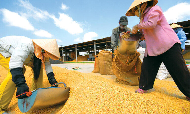 Thị Trường Xuất Khẩu Gạo Việt Nam: Cơ Hội Và Thách Thức 2 xuất khẩu gạo Việt Nam