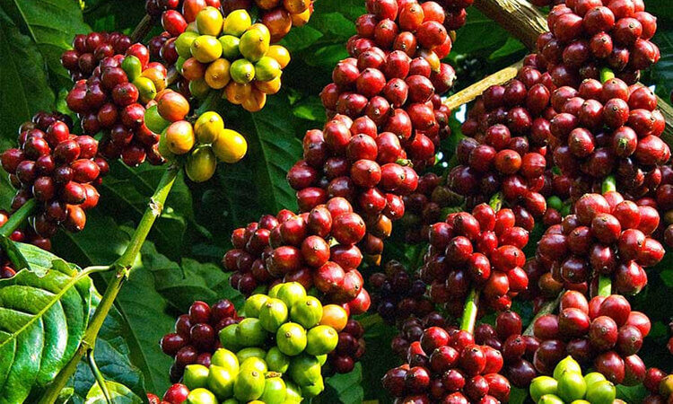 Thực Trạng Xuất Khẩu Cà Phê Việt Nam - Tăng Mạnh Nhưng Chịu Nhiều Áp Lực 2 xuất khẩu cà phê