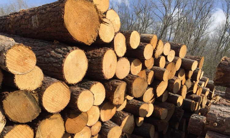 gỗ thông có tốt không