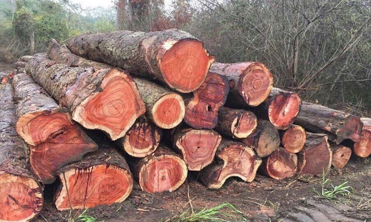 Top 6 Các Loại Gỗ Tự Nhiên Dùng Trong Nội Thất Được Ưa Chuộng 2 gỗ hương tự nhiên