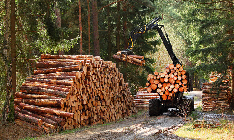 gỗ thông có tốt không