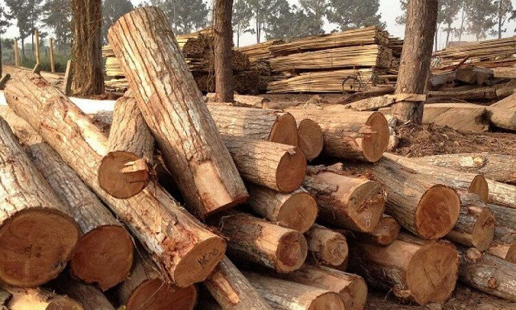 Gỗ Tràm Có Tốt Không? Những Ứng Dụng Gỗ Tràm Trong Đời Sống 4 gỗ tràm có tốt không