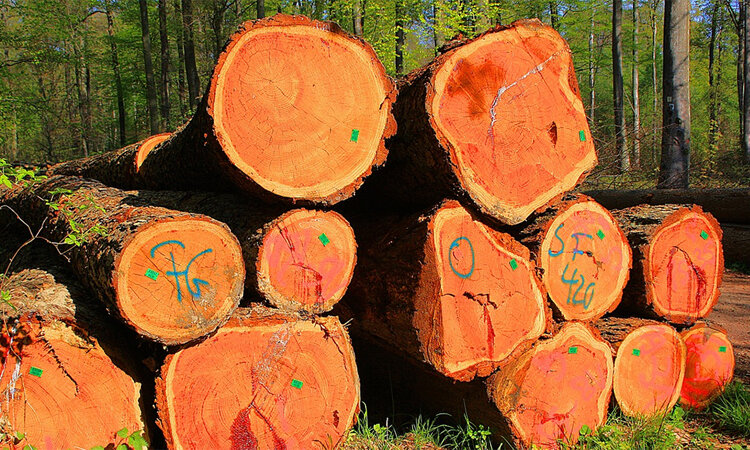 gỗ tự nhiên là gì