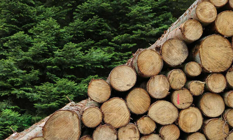 Ưu Nhược Điểm Của Gỗ Tự Nhiên Và Gỗ Công Nghiệp 2 gỗ tự nhiên và gỗ công nghiệp