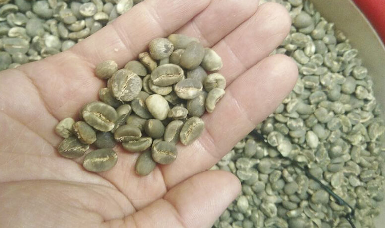 Cà Phê Thóc Là Gì? Cách Bảo Quản Cà Phê Thóc 3 cà phê thóc ướt khô