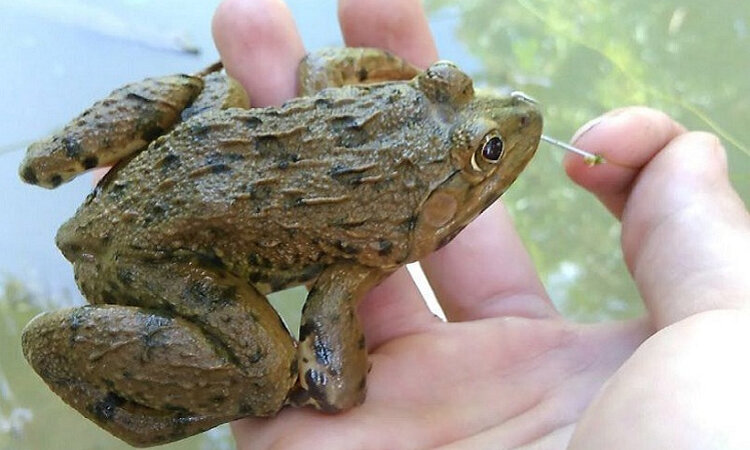 các loại thủy sản nước ngọt