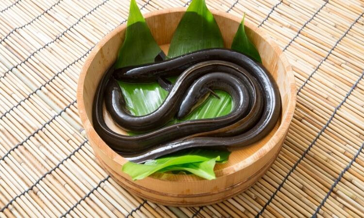 các loại thủy sản nước ngọt