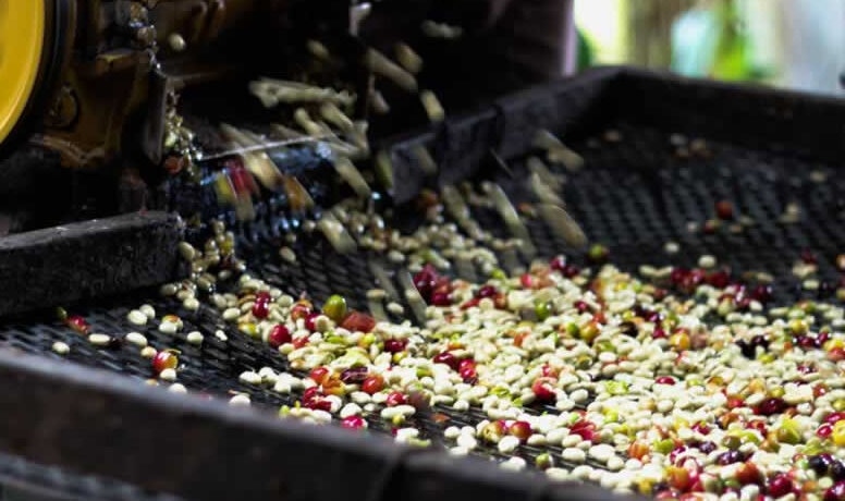 Cà Phê Thóc Là Gì? Cách Bảo Quản Cà Phê Thóc 2 cà phê thóc ướt