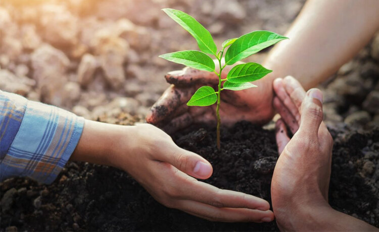 10+ Lợi Ích Của Cây Xanh Giúp Bảo Vệ Môi Trường Và Sức Khỏe 5 lợi ích của cây xanh