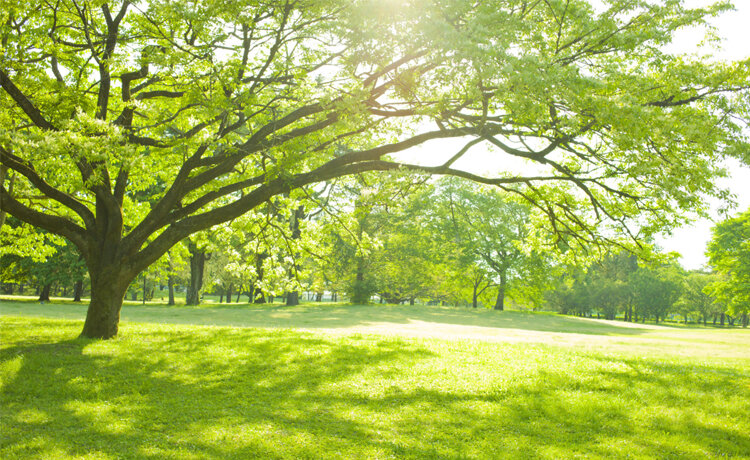 10+ Lợi Ích Của Cây Xanh Giúp Bảo Vệ Môi Trường Và Sức Khỏe 3 lợi ích của cây xanh