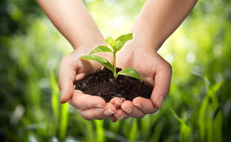 10+ Lợi Ích Của Cây Xanh Giúp Bảo Vệ Môi Trường Và Sức Khỏe 2 lợi ích của cây xanh