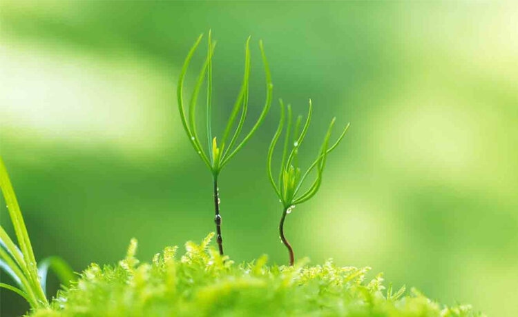 10+ Lợi Ích Của Cây Xanh Giúp Bảo Vệ Môi Trường Và Sức Khỏe 4 lợi ích của cây xanh