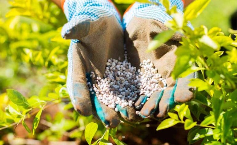 Tỷ Lệ Pha NPK Với Nước? Cách Ngâm NPK Tưới Cây 2 Tỷ lệ pha NPK với nước