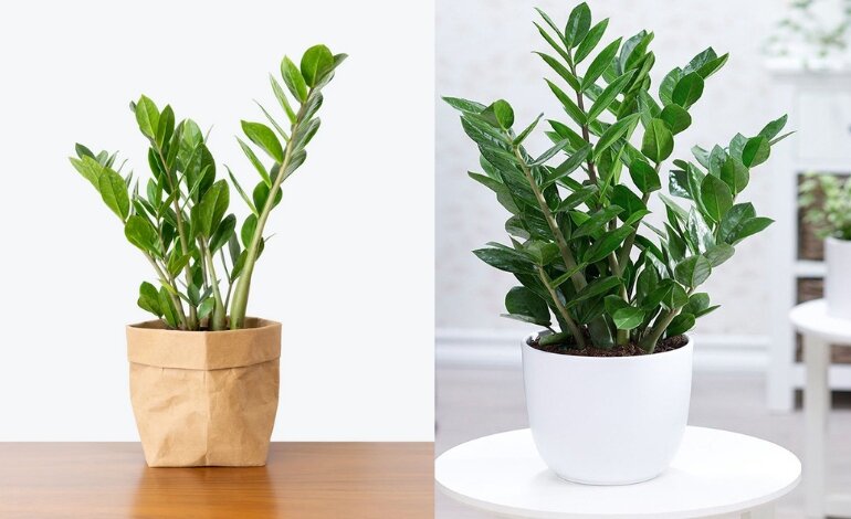 Cây Kim Tiền: Hợp Mệnh Gì? Cách Trồng Và Cách Chăm Sóc 4 cây kim tiền