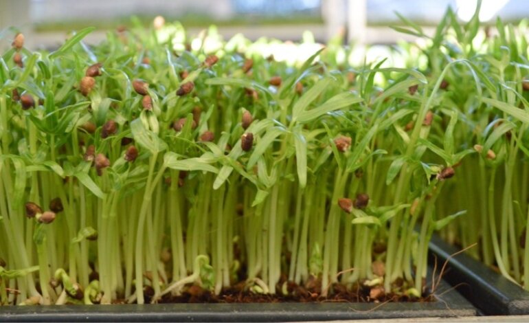 Hướng Dẫn Cách Trồng Rau Muống Đơn Giản Tại Nhà 4 cách trồng rau muống