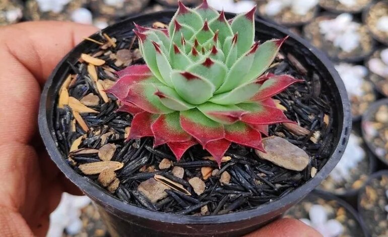 Hướng Dẫn Cách Trồng Sen Đá Chi Tiết Từ A Đến Á 9 chăm sóc sen đá