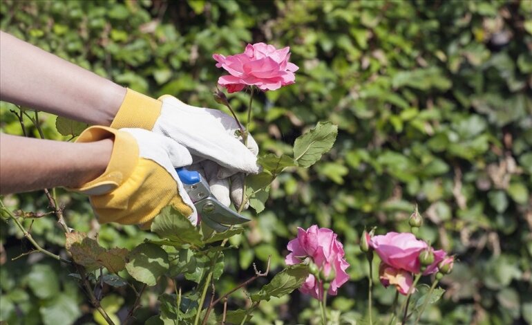 Cách Chăm Sóc Và Bón Phân Cho Hoa Hồng Đúng Kỹ Thuật 3 bón phân cho hoa hồng