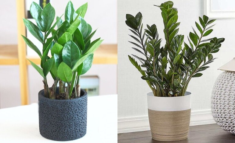 Cây Kim Tiền: Hợp Mệnh Gì? Cách Trồng Và Cách Chăm Sóc 3 cây kim tiền