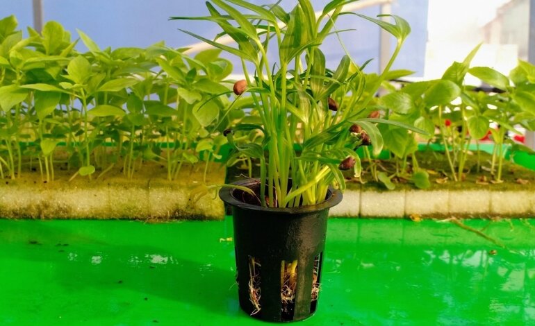 Hướng Dẫn Cách Trồng Rau Muống Đơn Giản Tại Nhà 2 cách trồng rau muống