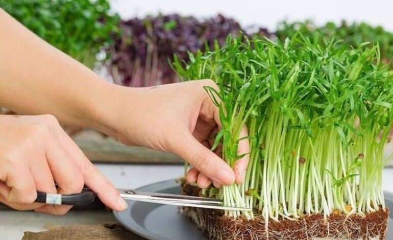 Hướng Dẫn Cách Trồng Rau Muống Đơn Giản Tại Nhà 3 cách trồng rau muống