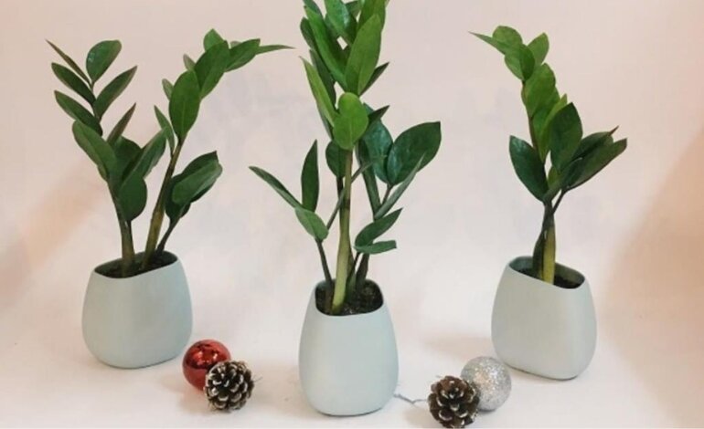 Cây Kim Tiền: Hợp Mệnh Gì? Cách Trồng Và Cách Chăm Sóc 2 cây kim tiền