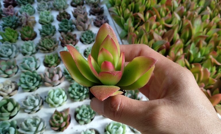 Hướng Dẫn Cách Trồng Sen Đá Chi Tiết Từ A Đến Á 8 chăm sóc sen đá