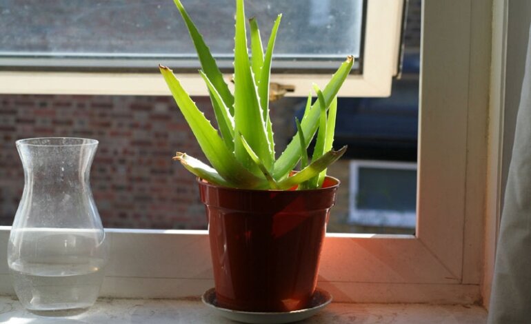 cách trồng nha đam