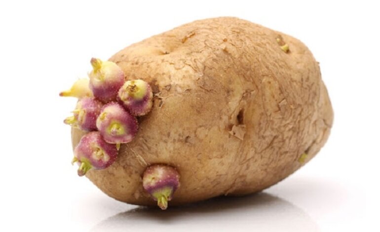 Hướng Dẫn Cách Trồng Khoai Tây Đạt Năng Suất Cao 2 cách trồng khoai tây