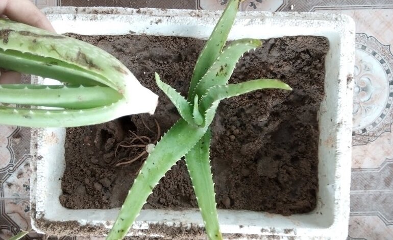 cách trồng nha đam