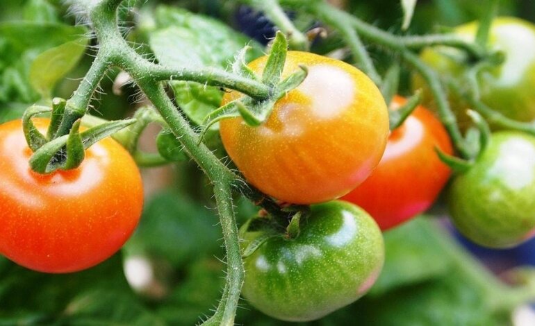 Cách Trồng Cà Chua Và Chăm Sóc Cây Mang Lại Hiệu Quả Cao 2 cách trồng cà chua