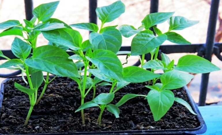Cách trồng cây ớt