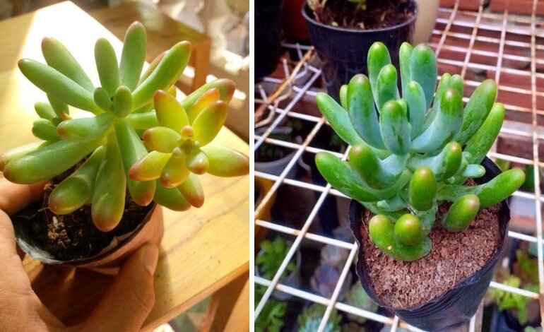 Hướng Dẫn Cách Trồng Sen Đá Chi Tiết Từ A Đến Á 7 cách trồng sen đá