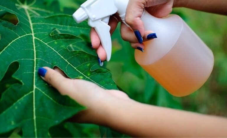 Phân Bón Lá Là Gì? Vì Sao Nên Sử Dụng Phân Bón Lá Cho Cây Trồng 5 phân bón lá