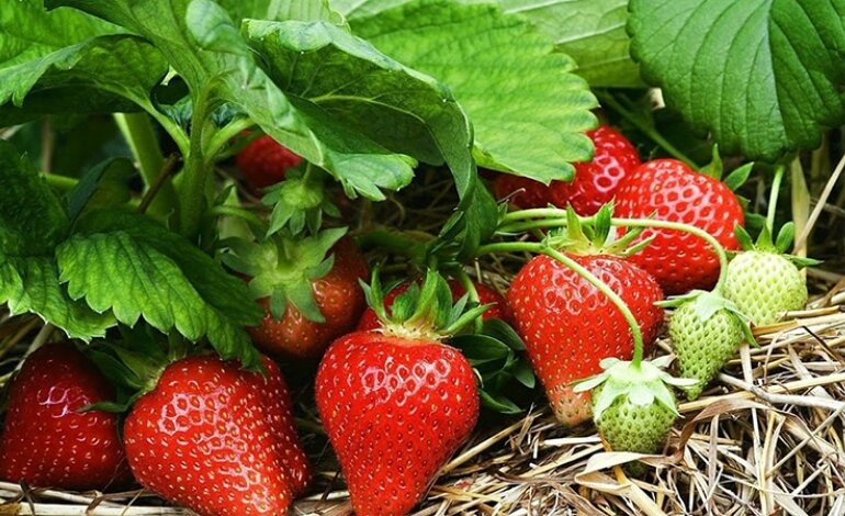 Cách Trồng Dâu Tây Và Cách Chăm Sóc Chi Tiết Từ A Đến Z 6 Cách trồng dâu tây