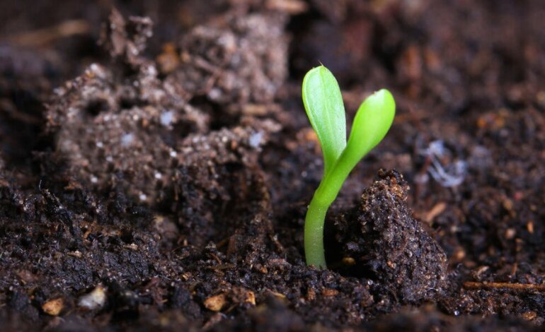 Phân Bón Là Gì? Ảnh Hưởng Của Phân Bón Với Cây Trồng 2 phân bón là gì