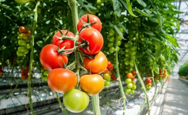 Tìm Hiểu Tác Hại Khi Lạm Dụng Phân Bón Hóa Học 5 tác hại khi lạm dụng phân bón hóa học