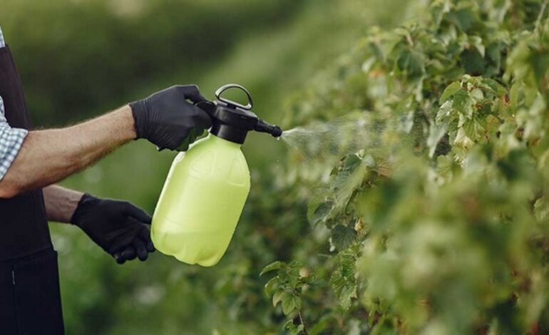 Phân Bón Lá Là Gì? Vì Sao Nên Sử Dụng Phân Bón Lá Cho Cây Trồng 6 phân bón lá