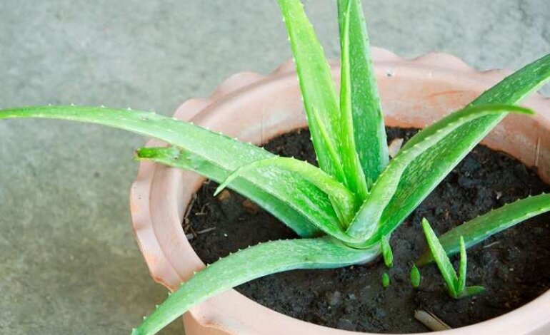 Tác dụng của Nha Đam