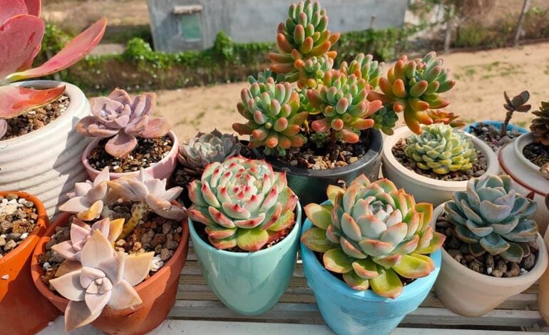 Hướng Dẫn Cách Trồng Sen Đá Chi Tiết Từ A Đến Á 3 cách trồng sen đá