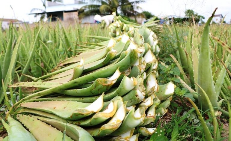 Thu hoạch nha đam