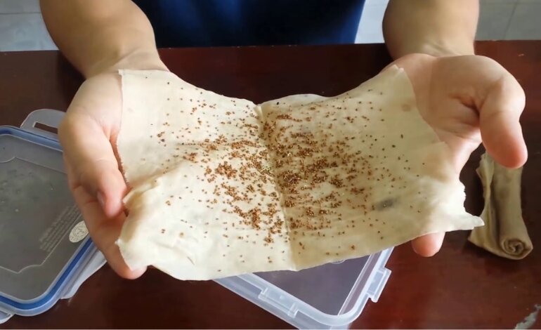 Cách Trồng Dâu Tây Và Cách Chăm Sóc Chi Tiết Từ A Đến Z 4 Cách trồng dâu tây