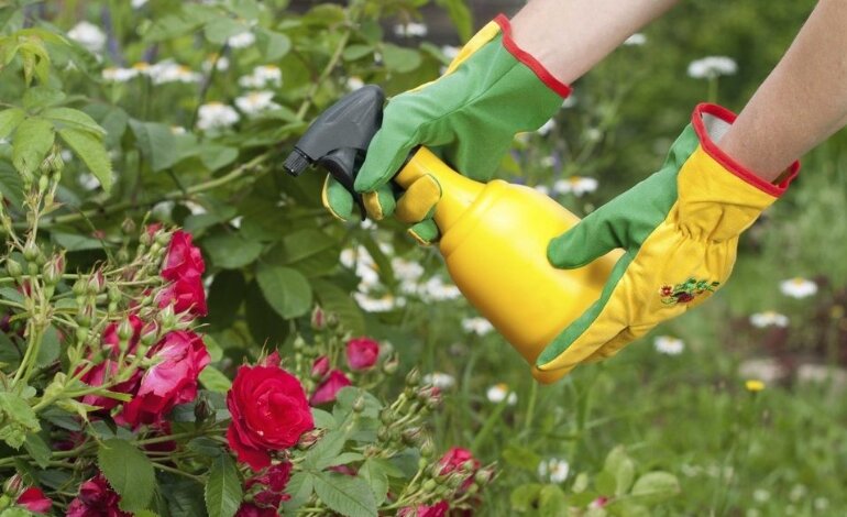 Cách Chăm Sóc Và Bón Phân Cho Hoa Hồng Đúng Kỹ Thuật 2 bón phân cho hoa hồng