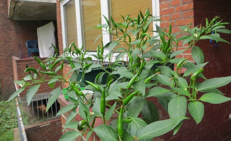 Cách trồng cây ớt