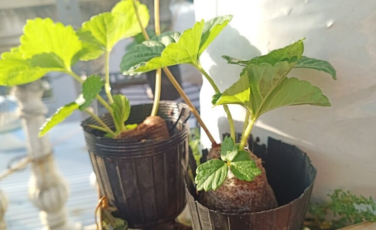 Cách Trồng Dâu Tây Và Cách Chăm Sóc Chi Tiết Từ A Đến Z 3 Cách trồng dâu tây